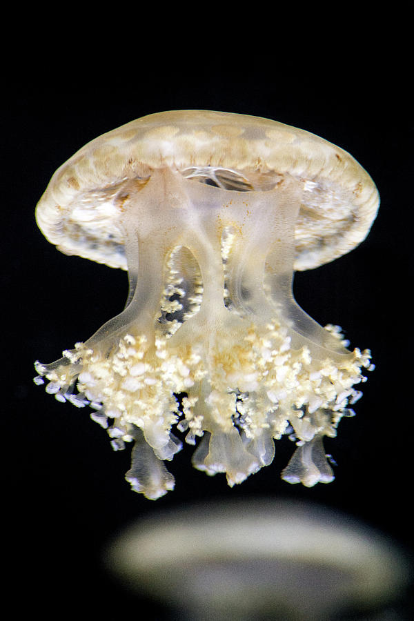 White Jellyfish Photograph by Don Johnson