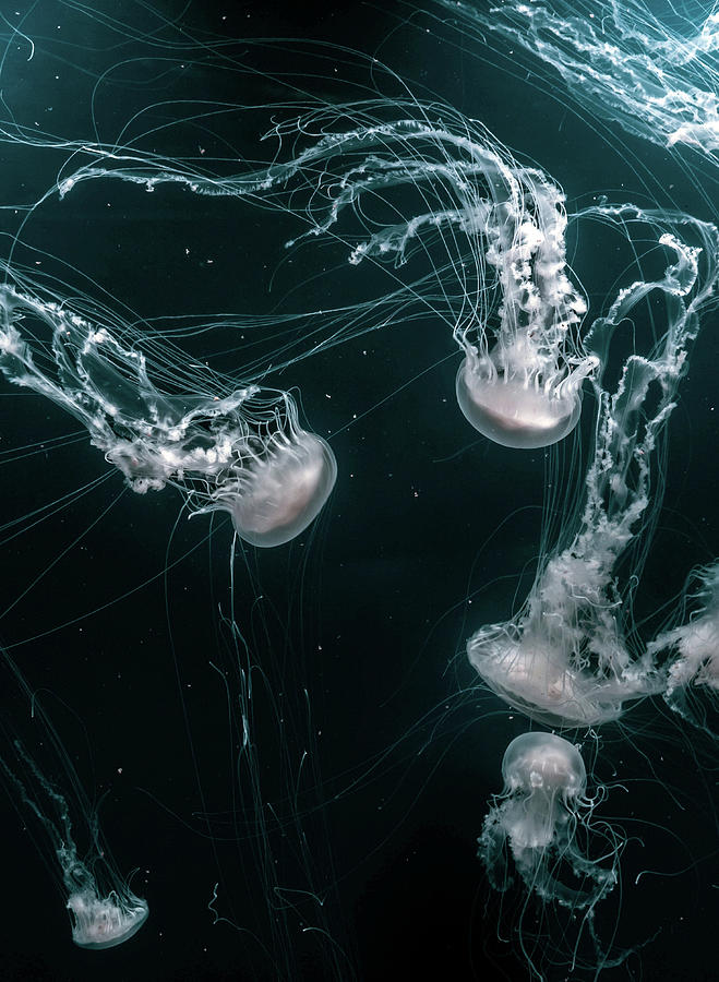 White Jellyfishes by Carlene Smith White Jellyfishes by Carlene Smith