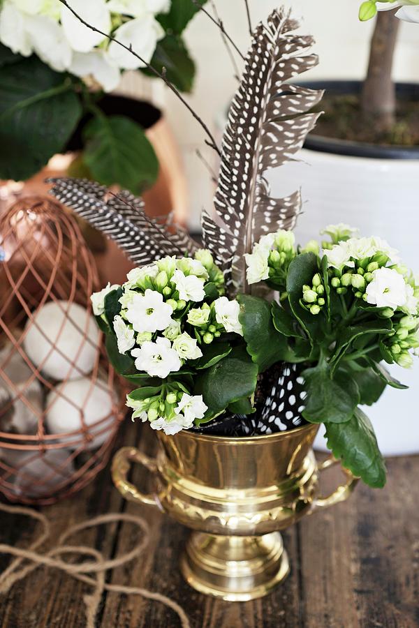 White Kalanchoe And Spotted Feathers In Metal Urn Photograph by Cecilia Mller
