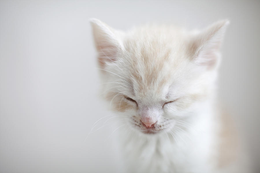 White Kitten Sleeping Photograph by C.o.t/a.collectionrf