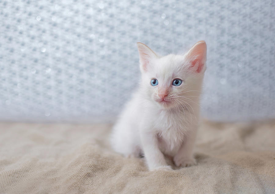 White kitty with blue sales eyes