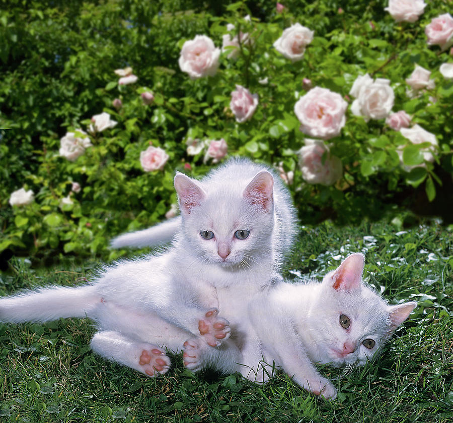 White Kittens Digital Art by Robert Maier