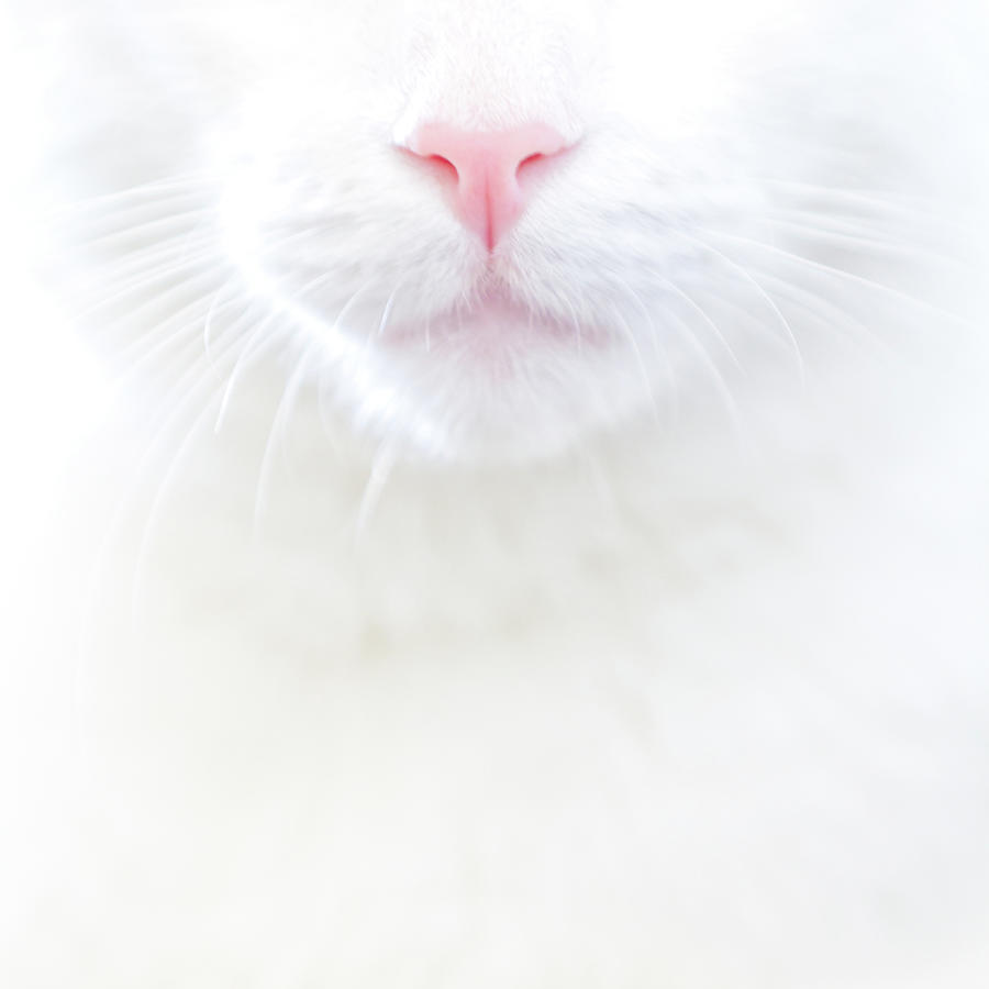 White Kitty Cat With Pink Nose Photograph by Tc Morgan Photography