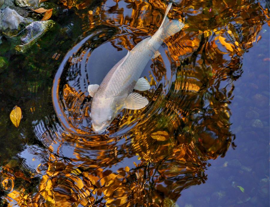 White Koi on Gold Photograph by Peter Mooyman