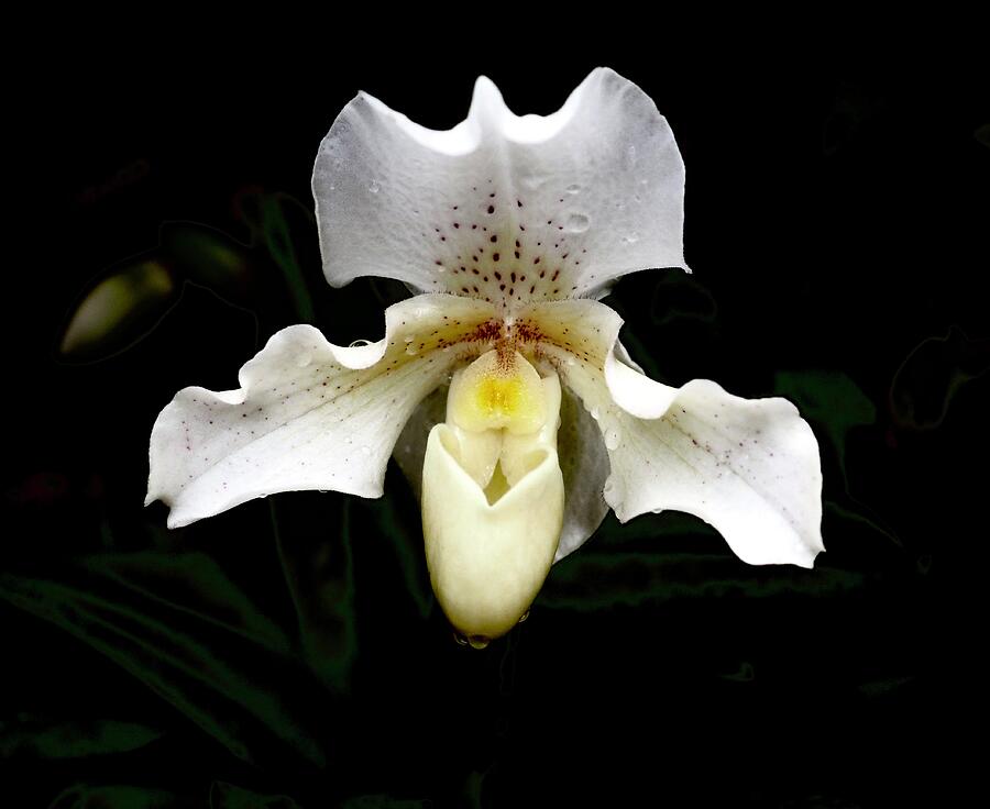 White Lady Slipper Orchid 3 Photograph by Alida M Haslett