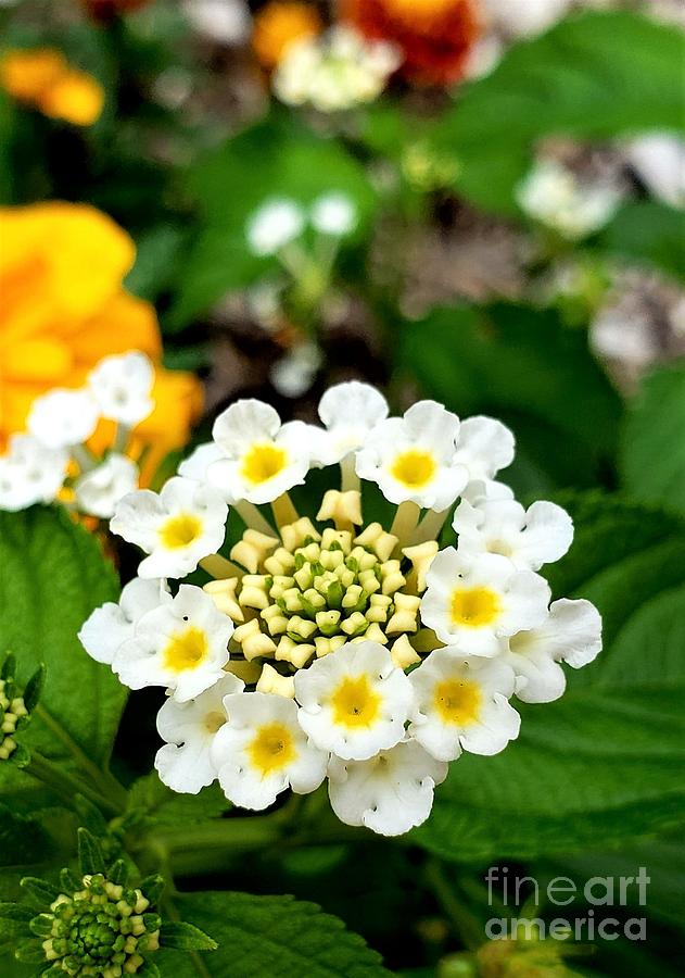 White Lantana 2 Photograph by Chad and Stacey Hall