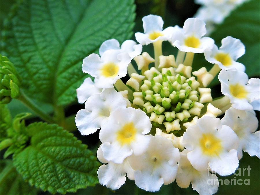 White Lantana Photograph by Chad and Stacey Hall