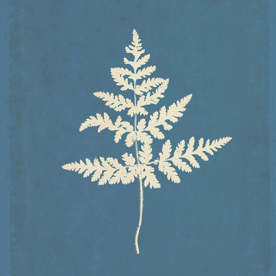 Still Life Mixed Media - White Leaf On Blue 01 by Tom Quartermaine