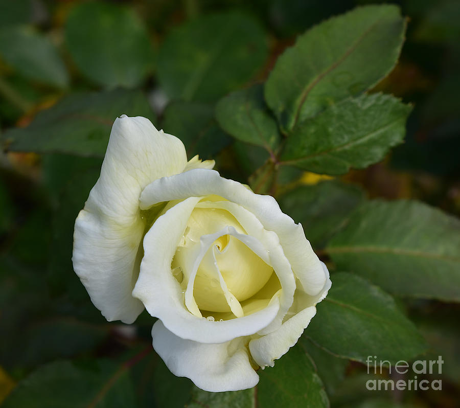 White Lemon Tea Rose Photograph by Yvonne Johnstone