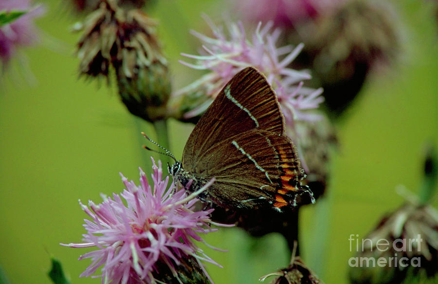 White Letter Hairstreak Butterfly Photograph by Leslie J Borg/science Photo Library
