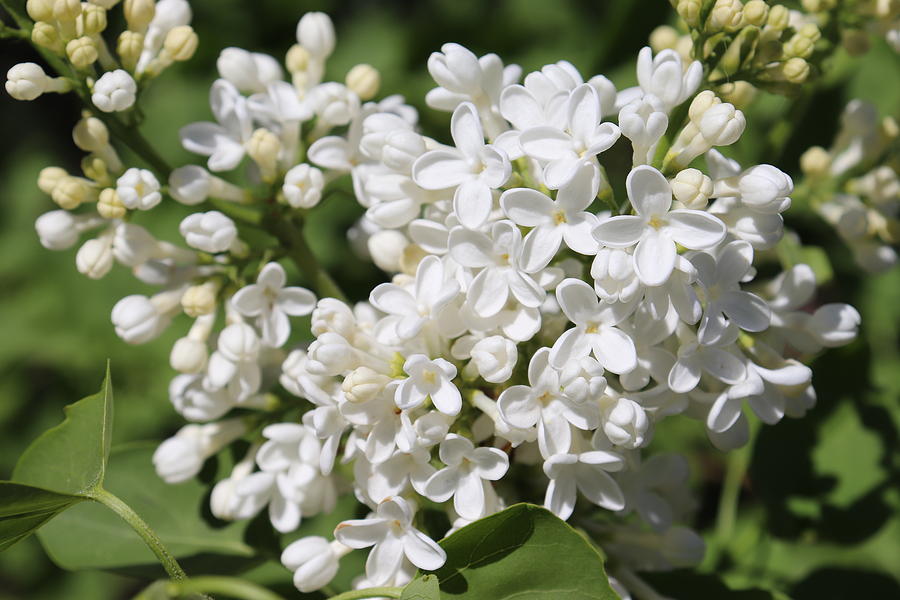White Lilac Blossoms by TJ Fox White Lilac Blossoms by TJ Fox