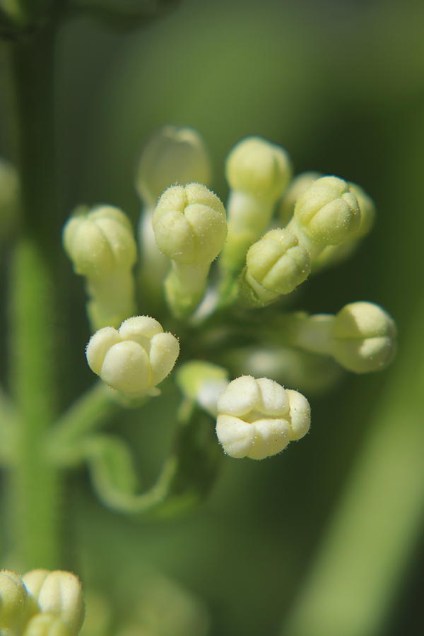 White Lilac Buds by TJ Fox White Lilac Buds by TJ Fox