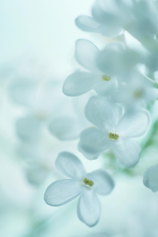 White Lilac Flowers Blooming At Spring Photograph by Veronika Seliverstovas Photography