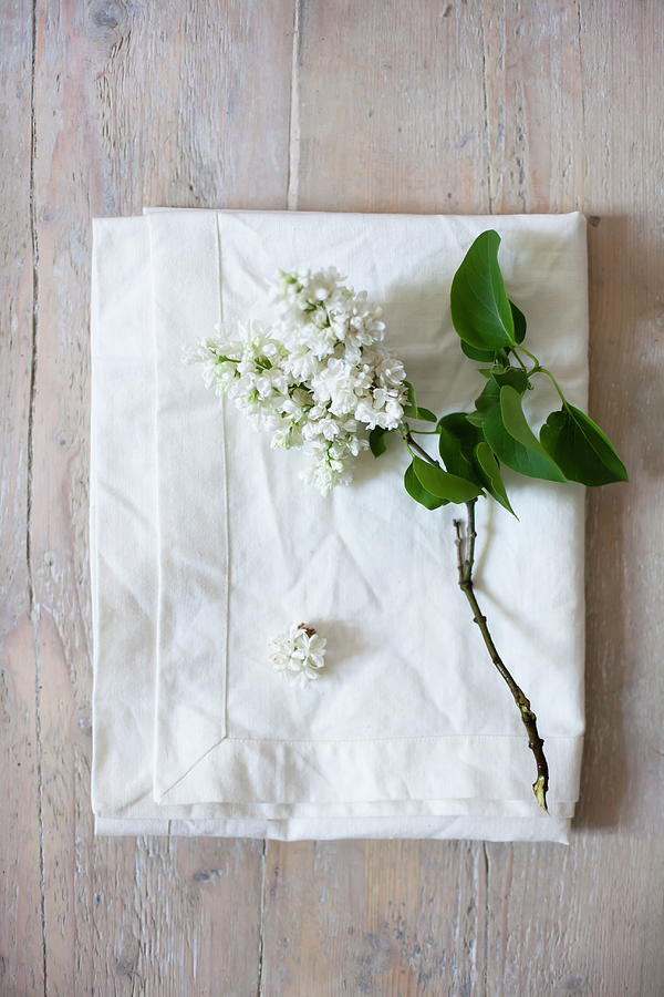 White Lilac On White Cushion Cover Photograph by Alicja Koll