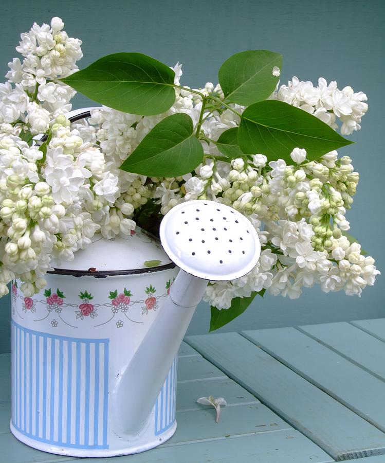 White Lilacs In A Can Photograph by Atwag