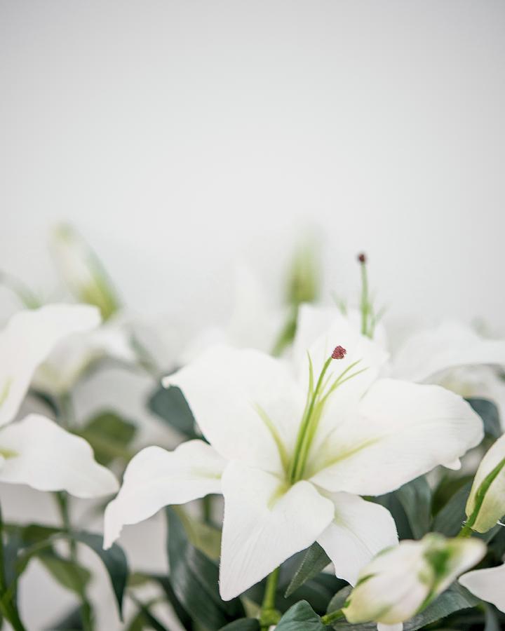 White Lilies Against Blurred Background Photograph by Stuart Cox