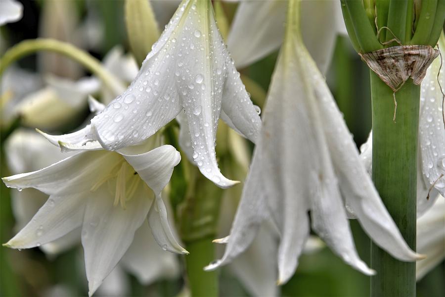 White Lilies in Rain by Kim Bemis White Lilies in Rain by Kim Bemis