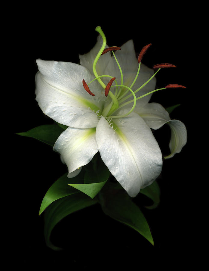 White Lily Painting - White Lily 07 by Susan S. Barmon
