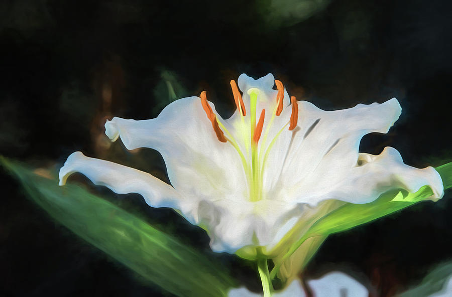 White Lily Photograph by Alan Goldberg