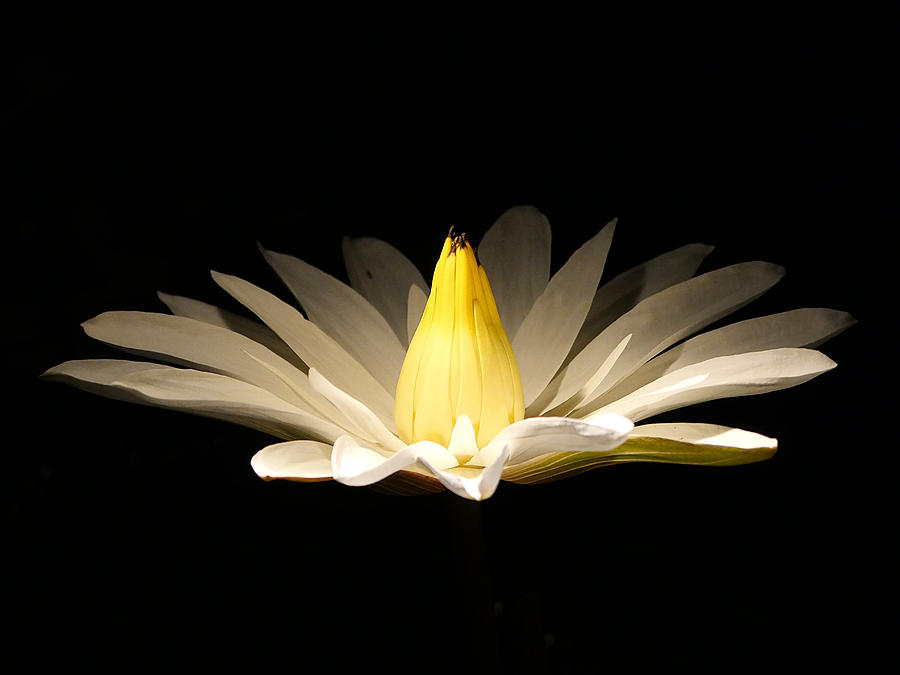 White Lily at Night Photograph by Richard Reeve