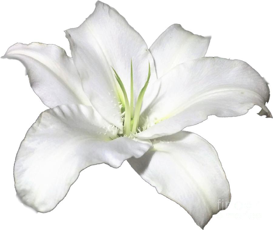 White Lily Flower Designs for Shirts Photograph by Delynn Addams