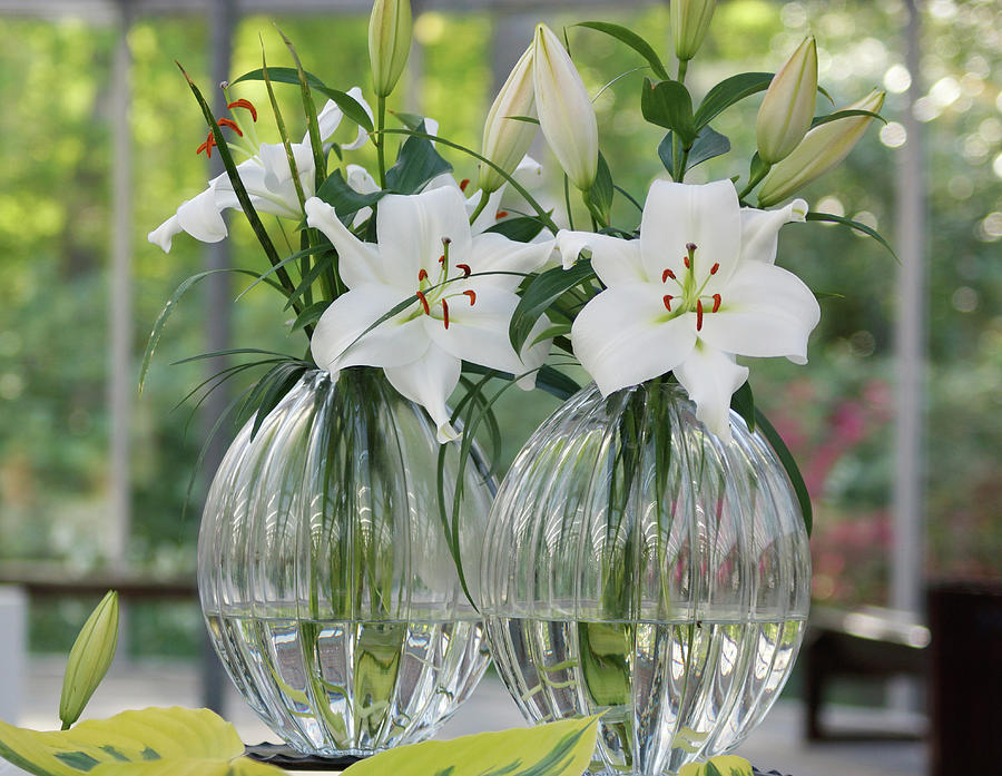 White Lily Flowers In Glass Vases Photograph by Angelica Linnhoff
