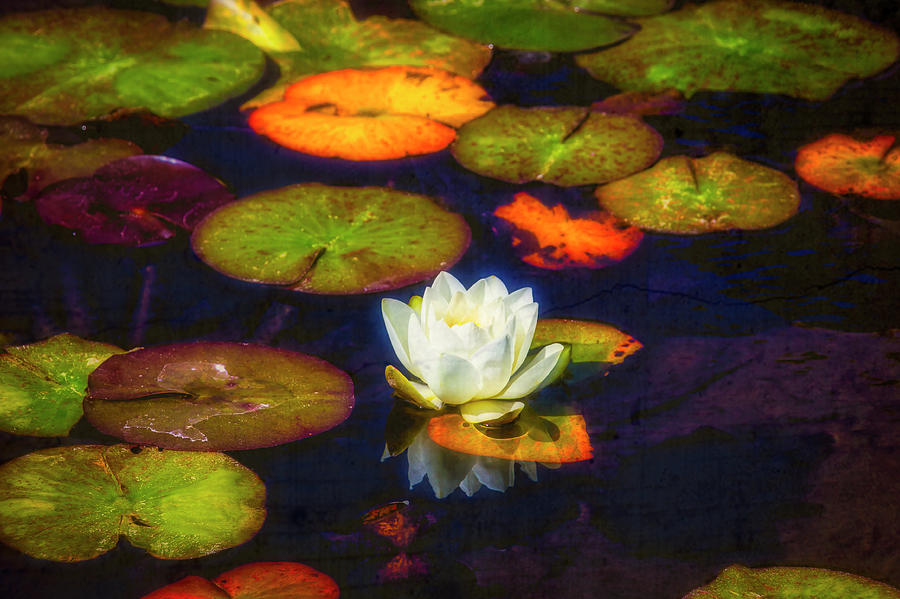 White Lily In Garden Pond Photograph by Garry Gay