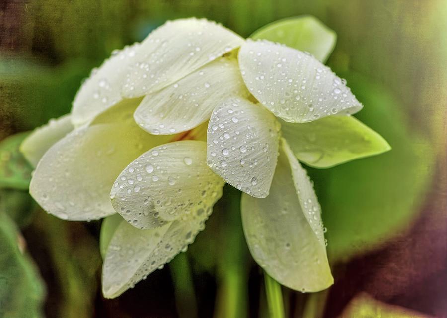 White Lily in the Rain Photograph by Cordia Murphy