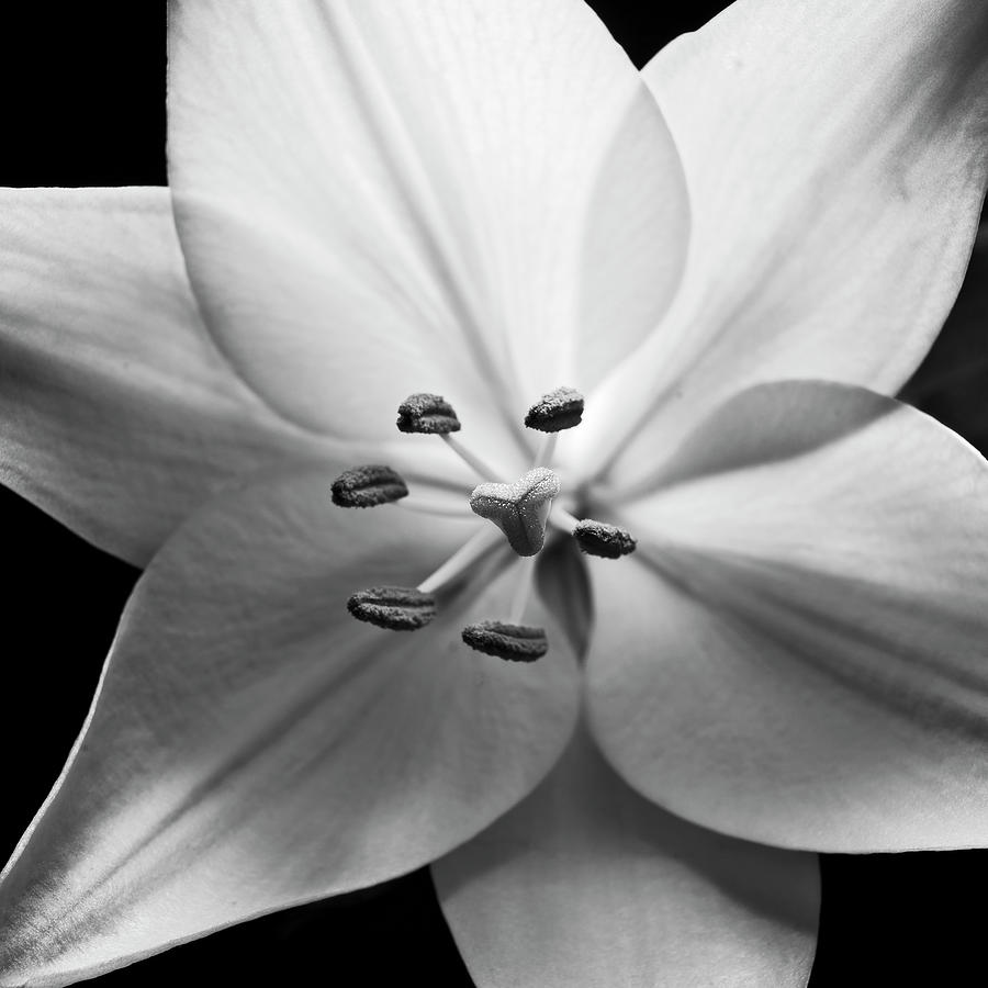 White Lily Photograph by Michael Harrison - Fine Art America