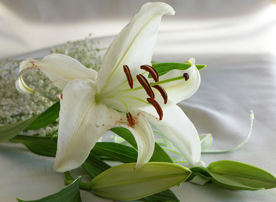 White Lily With Pollen Photograph by Cordia Murphy