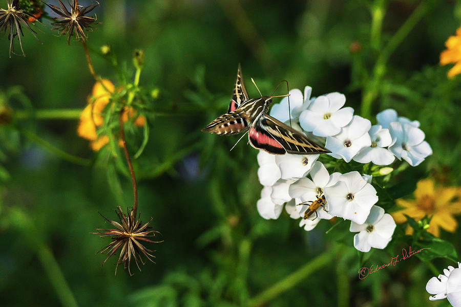 White Lined Sphinx Moth Photograph by Ed Peterson