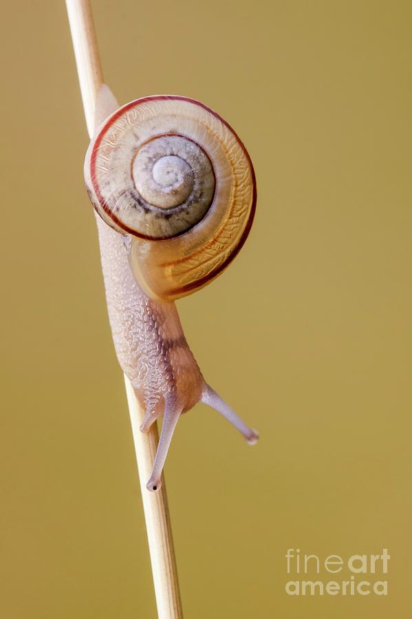 White-lipped Snail Photograph by Heath Mcdonald/science Photo Library