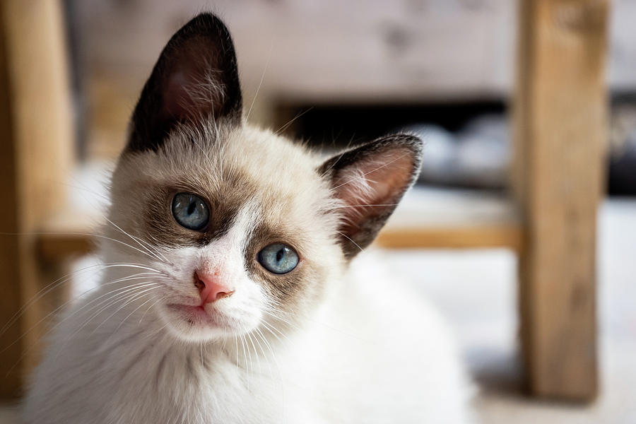 White little cat Photograph by Guillermo Lizondo - Fine Art America