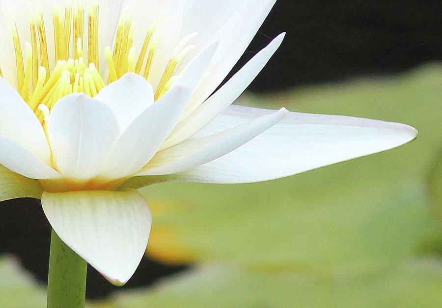 Spring Photograph - White Lotus Flower 5 by Cathy Lindsey