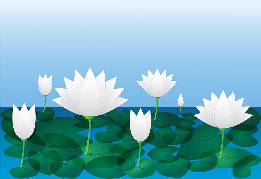 White lotus flowers in river Digital Art by Ataur Rahman - Fine Art America