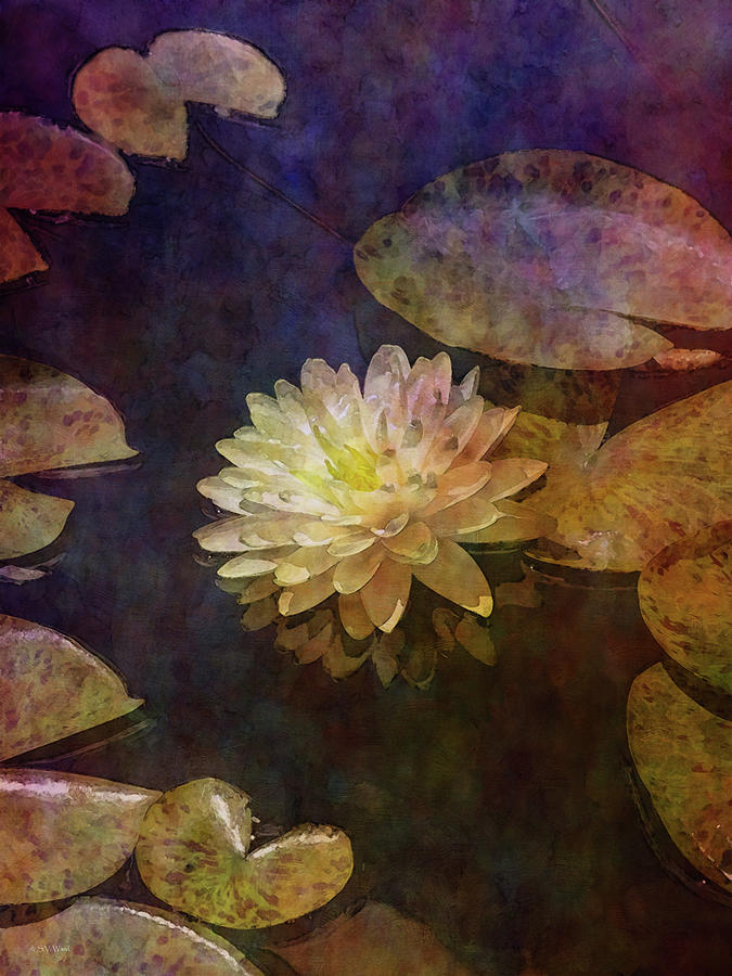 White Lotus Lily Pond 2938 IDP_2 Photograph by Steven Ward
