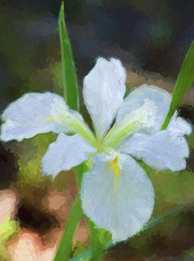 White Louisiana Iris Art  Photograph by Kathy Clark