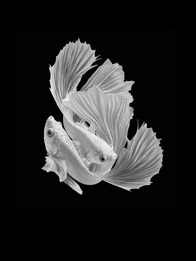 Fish Photograph - White Love by Andi Halil