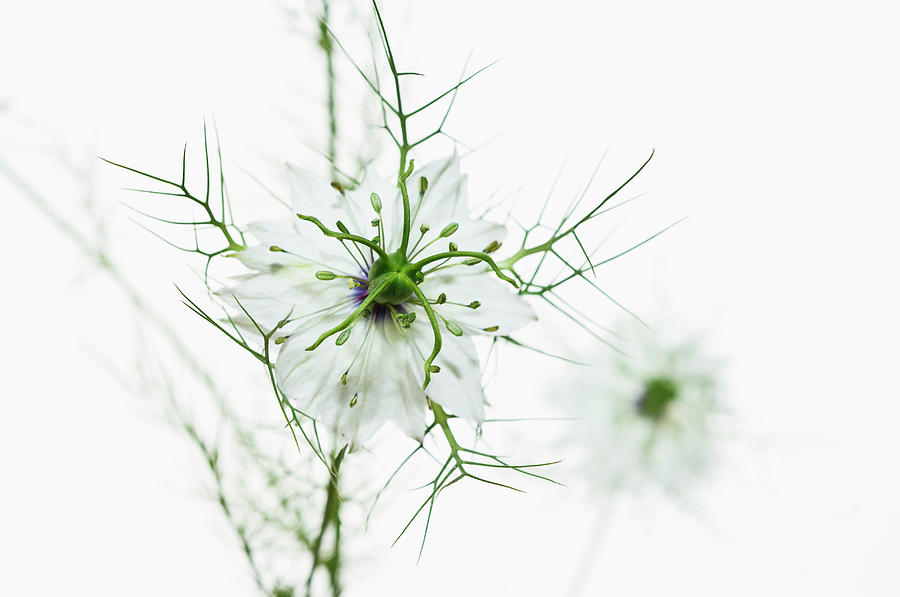 White Love-in-a-mist Nigella Damascena Photograph by Mike Hill