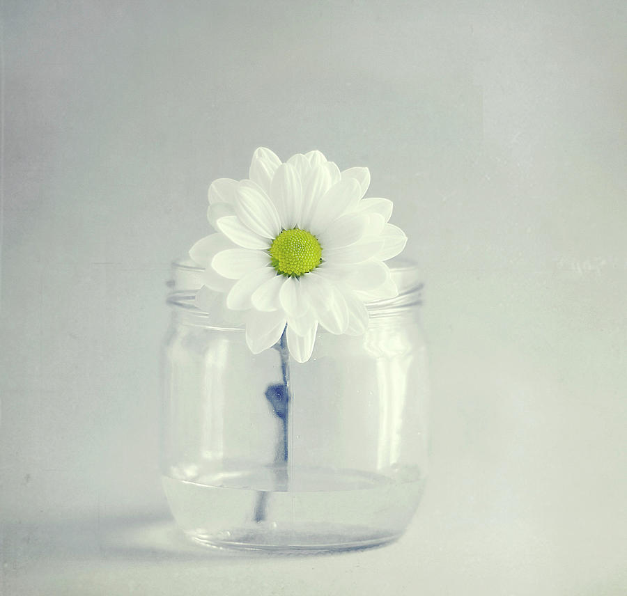 White Lower In Jar Photograph by C.aranega