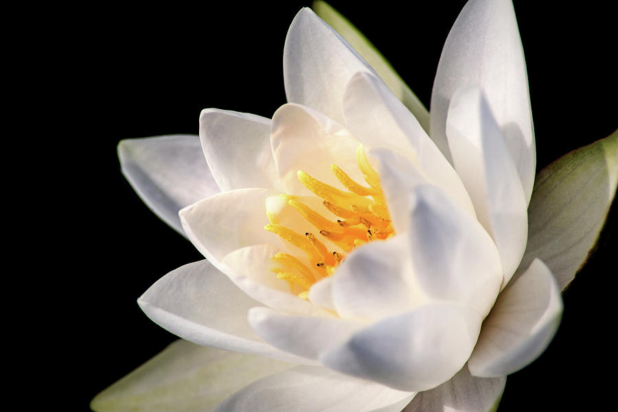 White LP Water Lily Photograph by Don Johnson