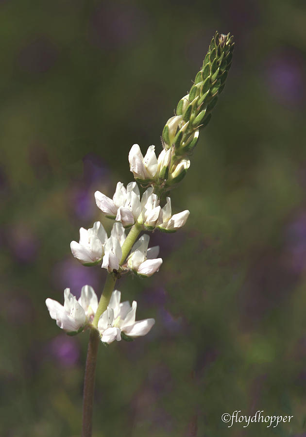 White Lupine Photograph by Floyd Hopper
