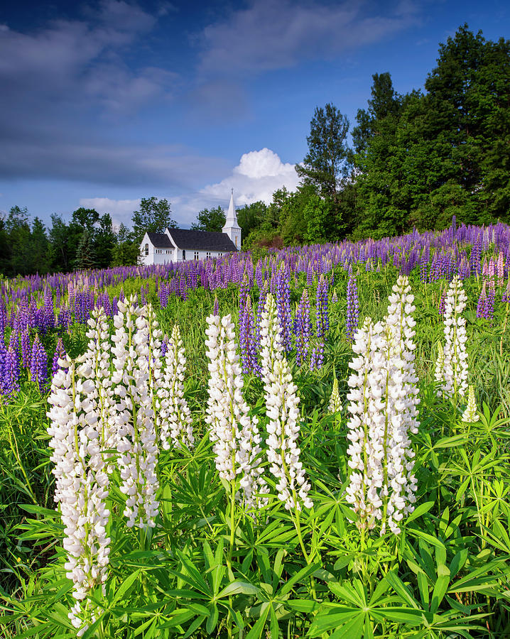 Flower Photograph - White Lupines At Sugar Hill by Michael Blanchette Photography