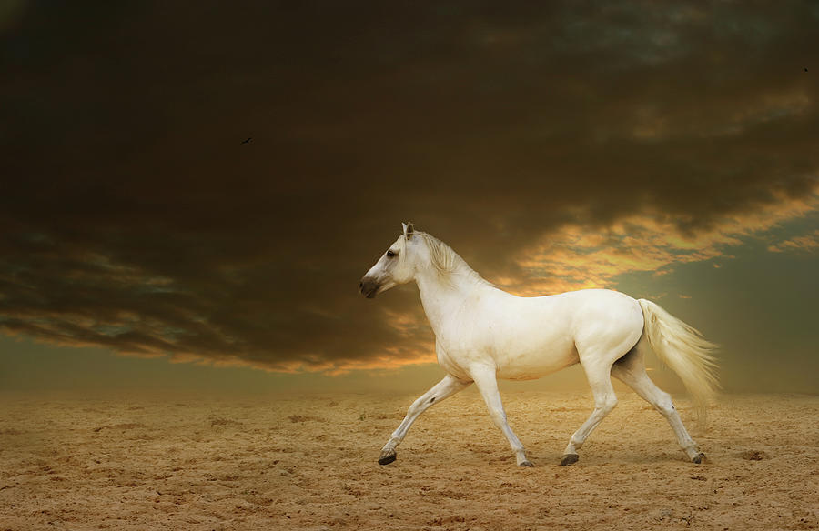 White Lusitano Horse Running On Sand by Christiana Stawski