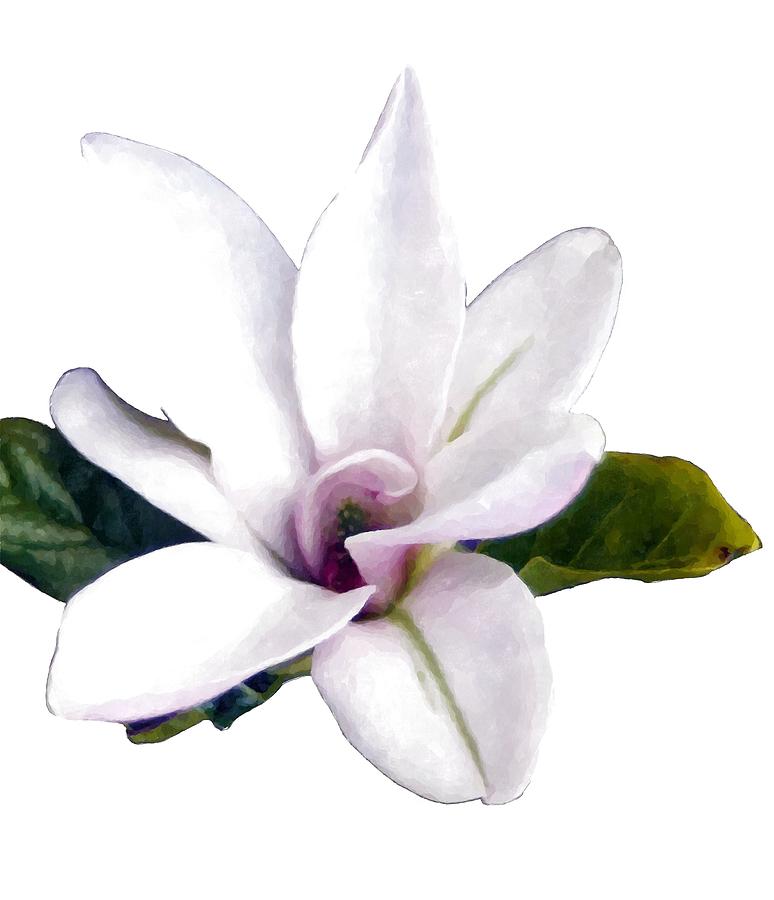 Magnolia Movie Painting - White Magnolia flower by Geert Ruijs