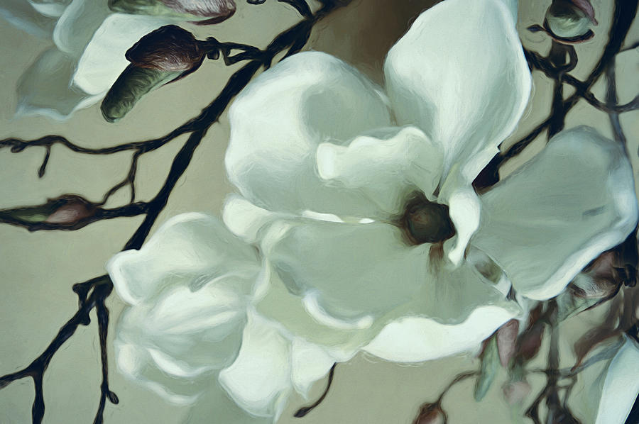White Magnolia Flowers Photograph by Maria Angelica Maira