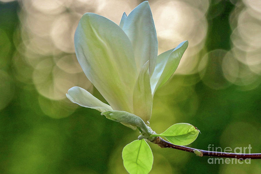 White Magnolia Photograph by Susan Rydberg