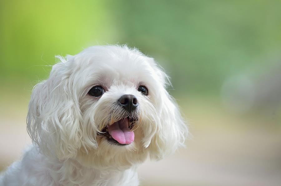 Animal Photograph - White Maltese Dog Sticking Out Tongue by Boti