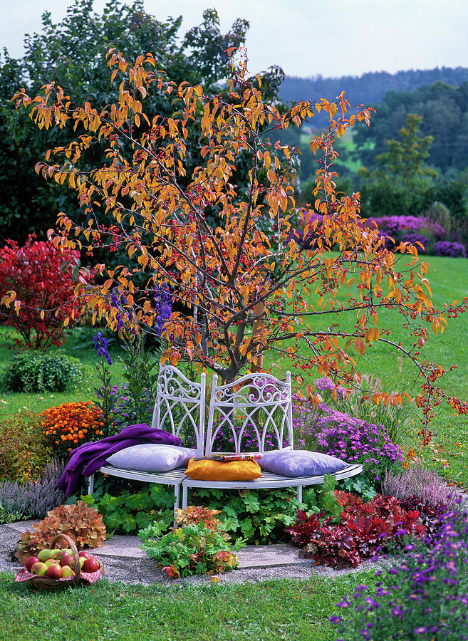White Metal Bench In Front Of Malus ornamental Apple, Tree In Autumn Color Photograph by Friedrich Strauss
