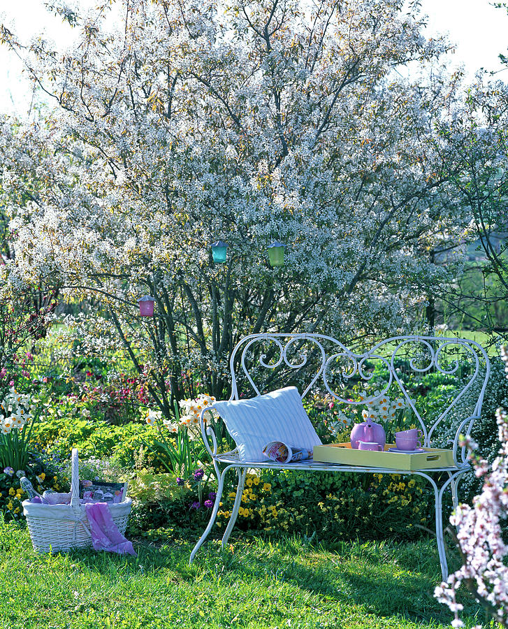 White Metal Bench In Front Of Spring Bed With Blooming Amelanchier Photograph by Friedrich Strauss